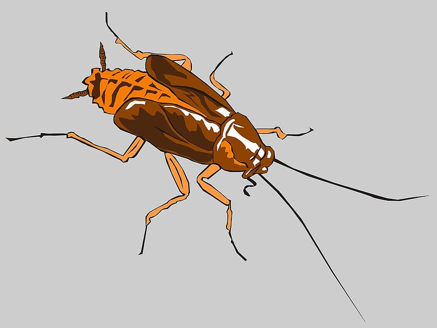 kakerlakk, insekt, kakerlakker, termitt, Termitter Kakerlakker, antenner, dyr, adobe, Adobe Photoshop, Adobe Illustrator, illustratør