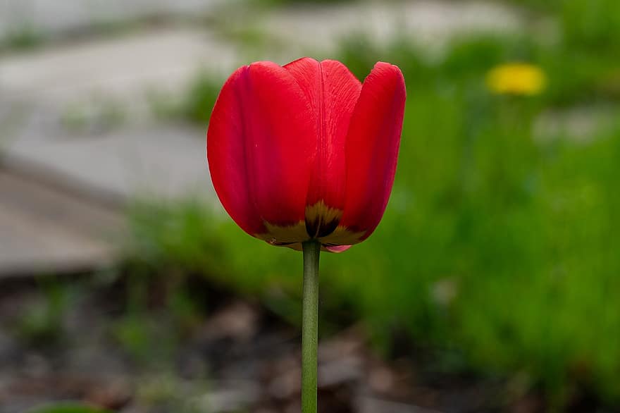 blomst, tulipaner, petals, blomsterhage, natur, hage, planter, anlegg, sommer, tulipan, grønn farge