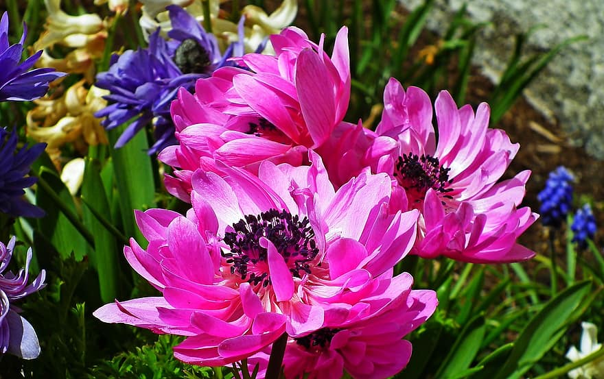 anemoner, blommor, växt, rosa anemoner, kronblad, blomma, flora, trädgård, vår, natur, närbild