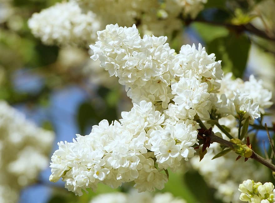 белые цветы, Цветущая, сад, цветы, весна, деревья, крупный план, завод, лист, цветок, летом