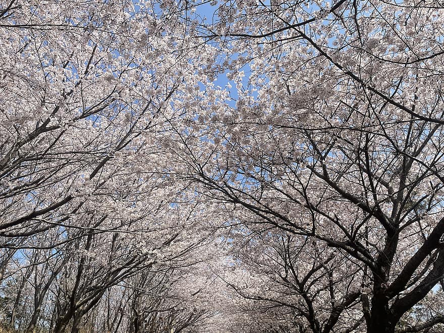 træer, forår, Kirsebær blomster, sæson-, blomster, flor, blomstre, kronblade, vækst, Busan