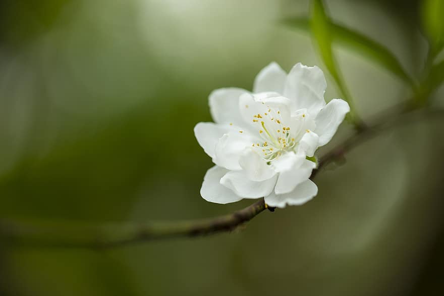άνθος κερασιάς, λουλούδι, κλαδί, λευκό λουλούδι, πέταλα, ανθίζω, άνθος, δέντρο, φυτό, φύση, closeup