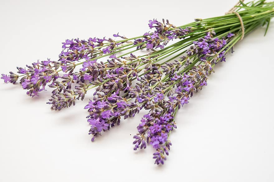 lavender, bunga, menanam, alam, ungu, violet, keharuman, bunga-bunga, tanaman obat, homoeopati, harum