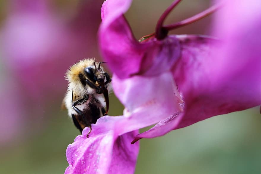 бджола, комаха, крила, антени, квітка, пелюстки, флора, ліс