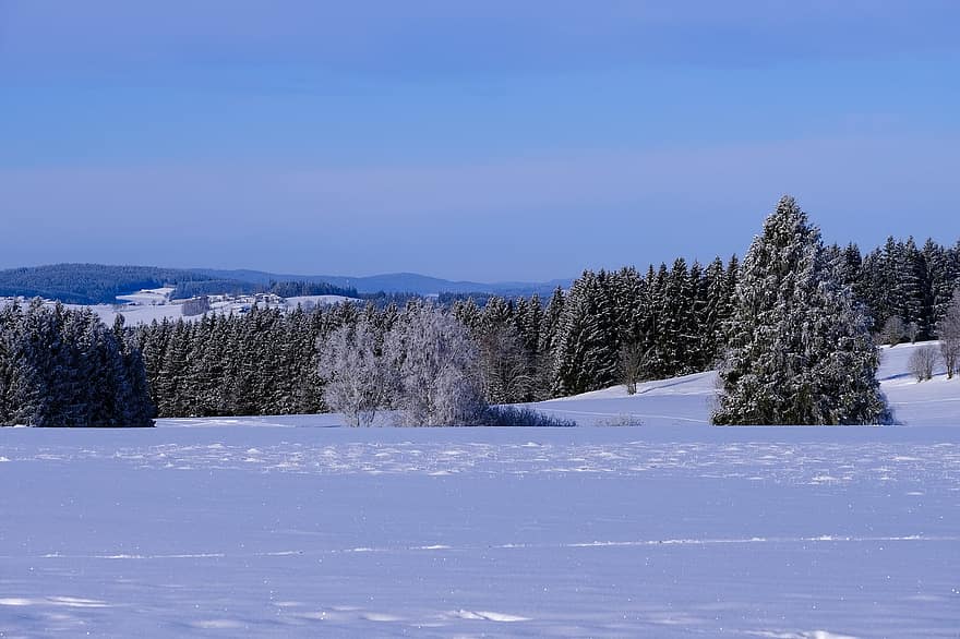 koki, ziemā, sniegs, ainavu, ziemas ainava, ziemas, ziemas burvība, sniega ainava, auksts