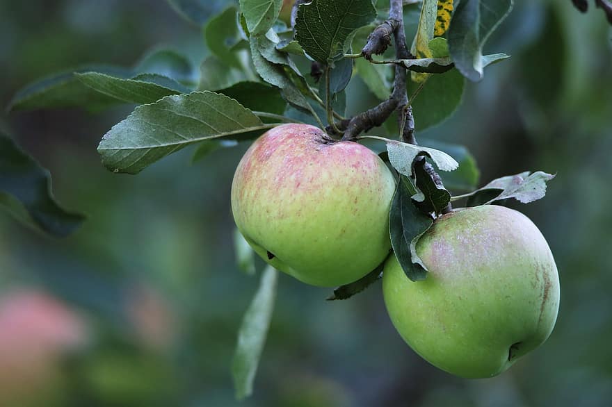 แอปเปิ้ล, แอปเปิ้ลสีเขียว, ผลไม้, สาขา, ใบไม้, ต้นไม้, สด, อาหาร