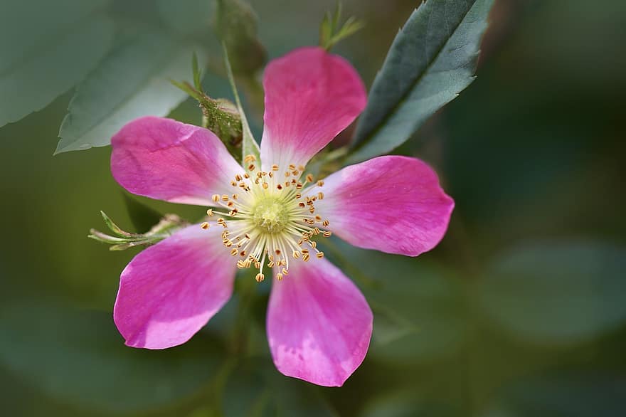 ローザグラウカ、赤葉のバラ、レッドリーフローズ、ピンクの花、ロサ・フェルギネア、花、咲く、自然、閉じる、工場、花弁
