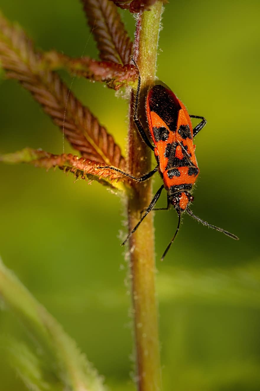 Firebug, insekt, bille, europeisk firebug, pyrrhocoris apterus, entomologi, bug, makro, nærbilde, grønn farge, sommer