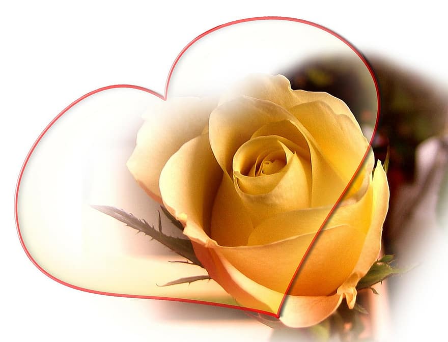 růže, žlutá, srdce, milovat, štěstí, abstraktní, vztah, Děkuji, flóra, Pozdrav, blahopřání