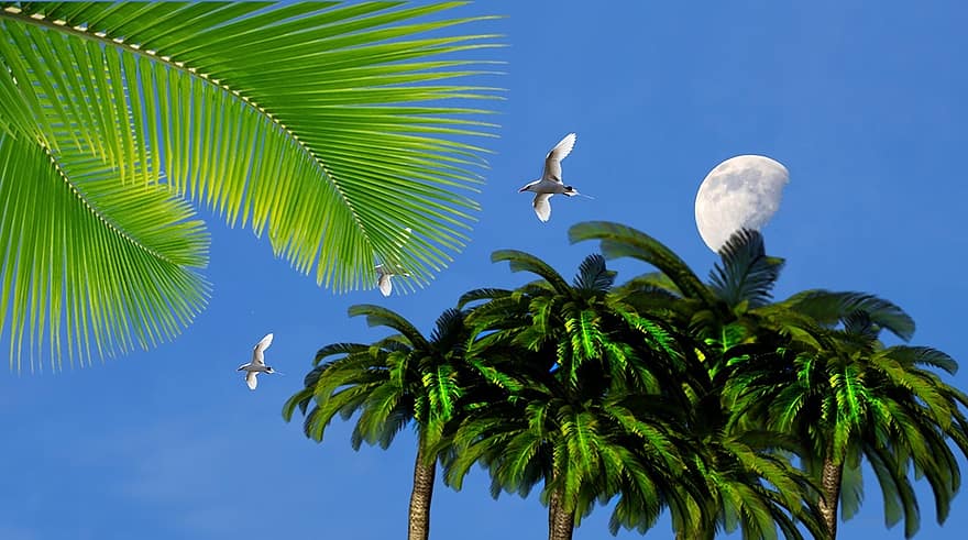 небо, синее небо, дерево, природа, Луна, астрономический, естественный спутник, кокосовая пальма, листья, растительность, тропическое растение