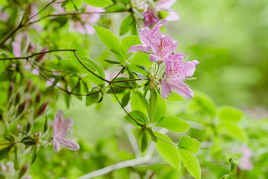 những bông hoa, cây, ra hoa, thực vật học, sự phát triển, mùa xuân, cây đổ quyên, Mochitsutsuji, Rhododendron Macrosepalum