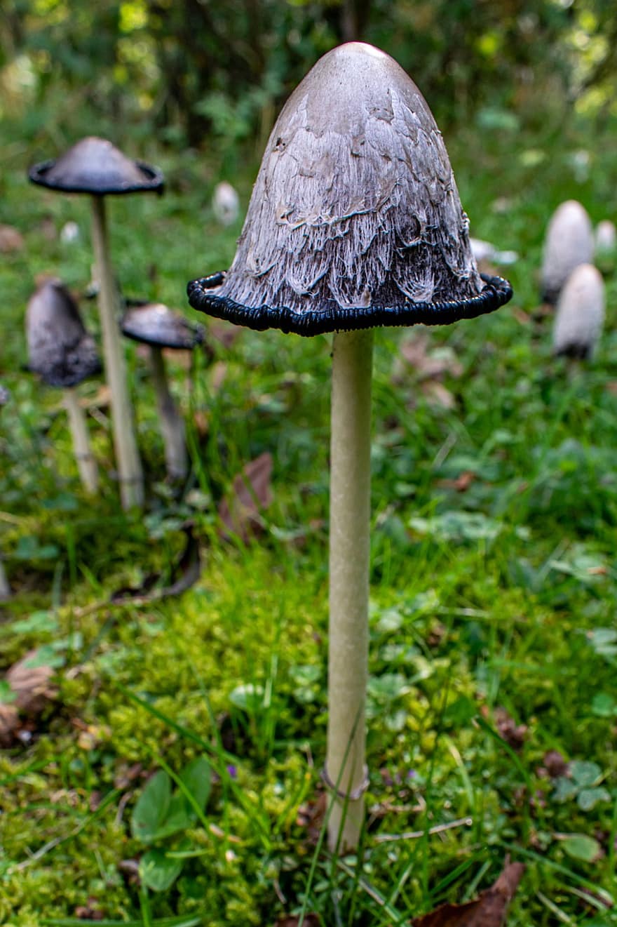 houba, schopf comatus, léčivý, chřest houba, tintenpilz, podzim, les
