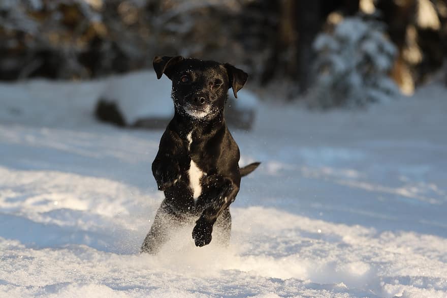 patterdalen terrier, hond, huisdier, hoektand, dier, vacht, snuit, zoogdier, hondenportret, dieren wereld, sneeuw