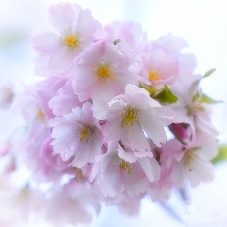 körsbärsblommor, vår, sakura, rosa, blomma, natur, blommor, rosa blommor, flora, vårsäsong