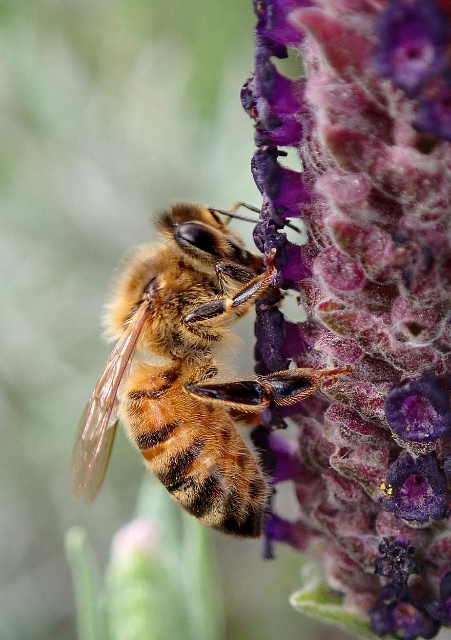 con ong, côn trùng, Hoa oải hương, ong mật, thú vật, mật hoa, bông hoa, thực vật có hoa, cây, vườn, Thiên nhiên