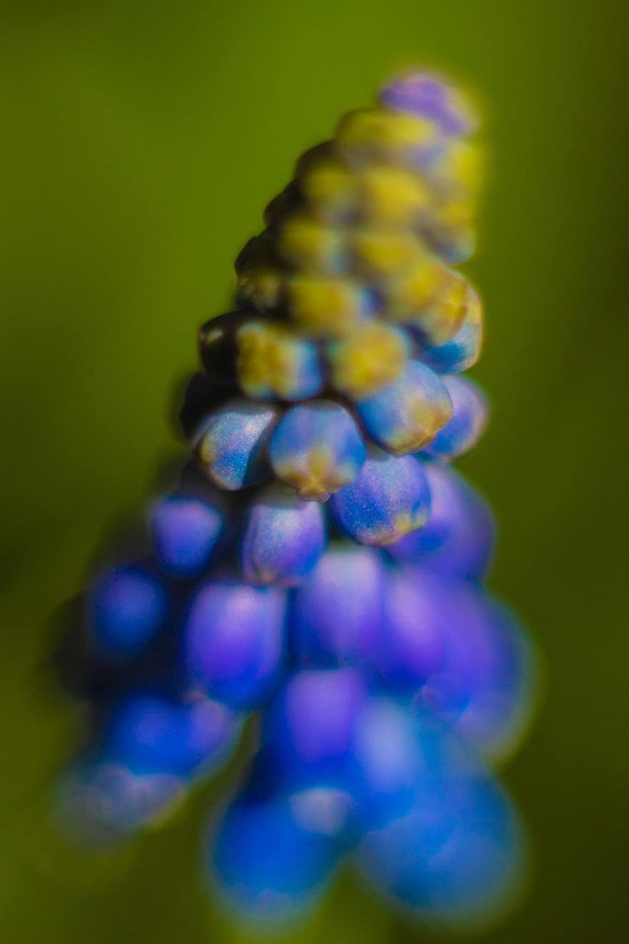 hyacint, bloem, bloemblaadjes, de lente