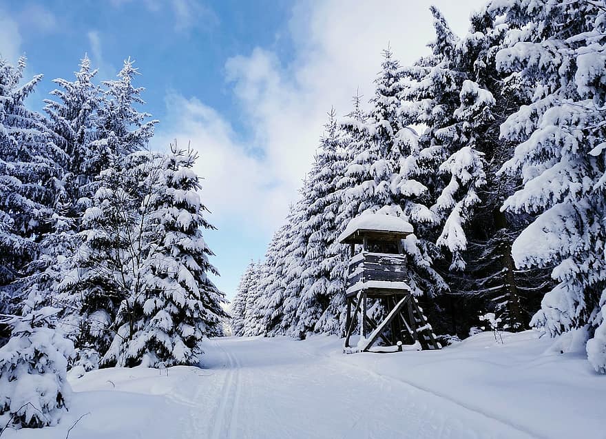 vinter, natur, sæson, træer, udendørs, ski, sne, Skov, Bad Einsiedel, Seiffen, malmbjerge
