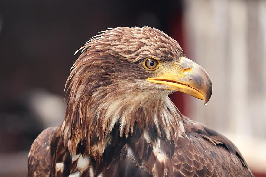 águia dourada, Águia, pássaro, conta, plumagem, pena, cabeça, Adler, raptor, Ave de rapina, falcoaria