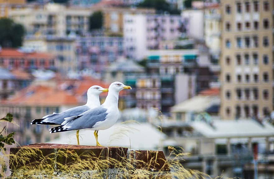 Seagull, Bird, Fauna, Sea, Nature, City, Urban, beak, feather, sea bird, coastline