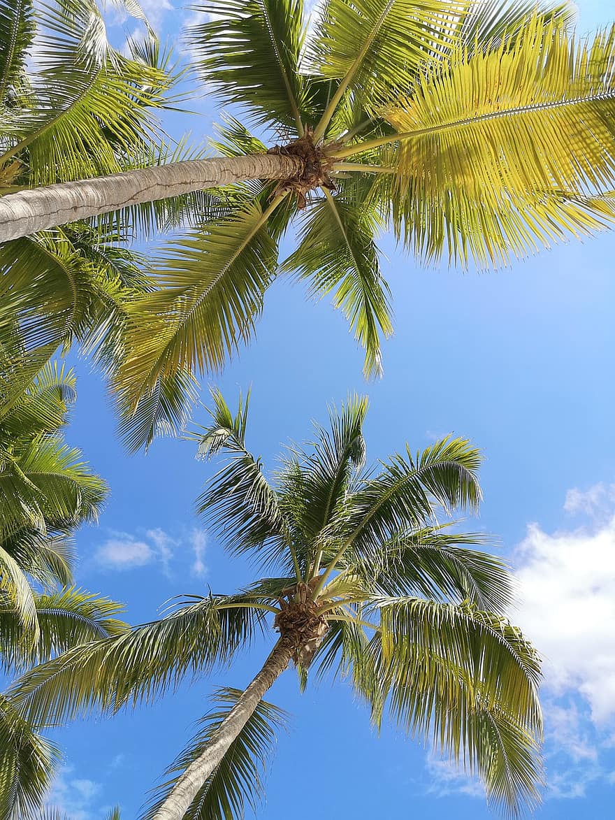 палми, тропически, кокосови орехи, плаж