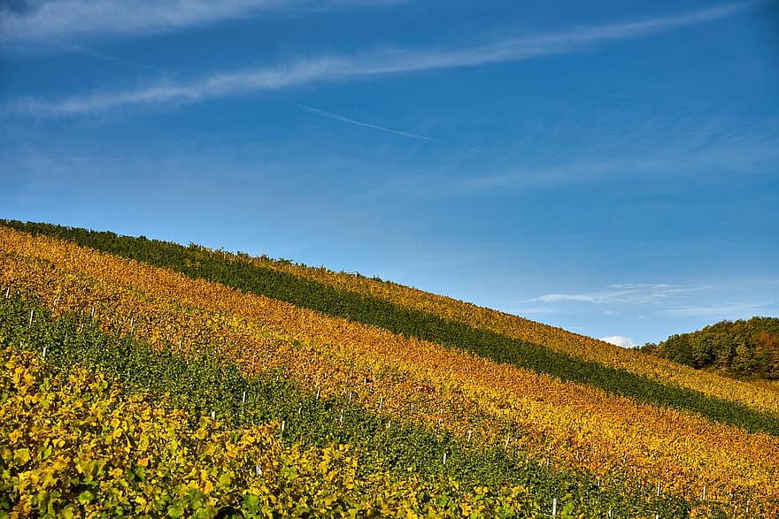 Weinberg, Hügel, fallen, Weinreben, Herbst, Stimmung, Herbstfarbe, Weinanbau, Weinbau, Plantage, Bauernhof