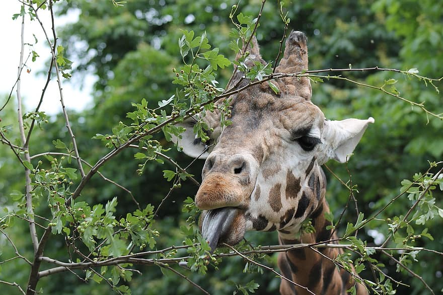girafă, animal, animale sălbatice, animale în sălbăticie, iarbă, a închide, cap de animal, Africa, safari animale, fermă, copac