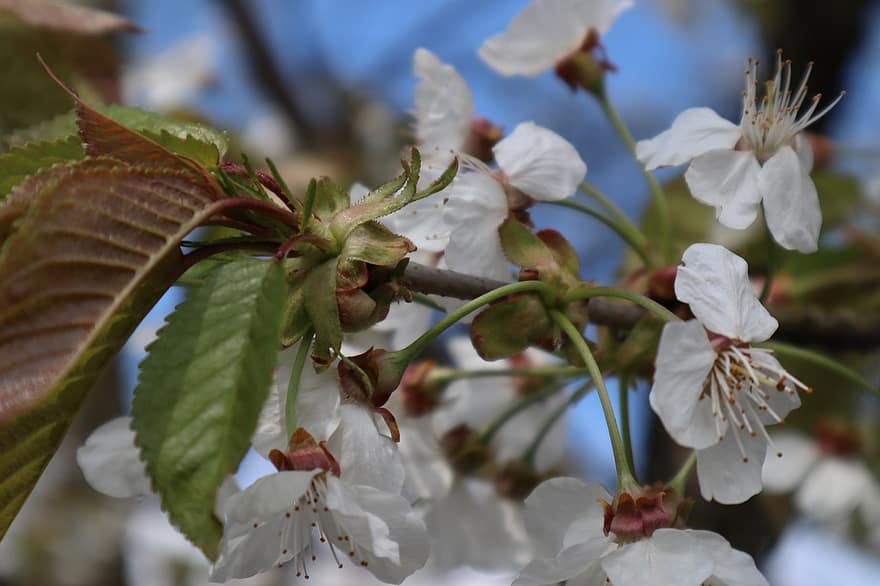 bunga-bunga, bunga apel, bunga putih, alam, musim semi
