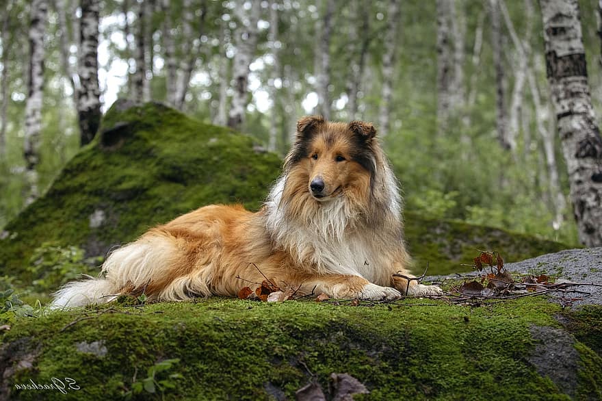 floresta, cão, collie áspero, animal, cão doméstico, canino, mamífero, fofa, adorável, peludo, retrato