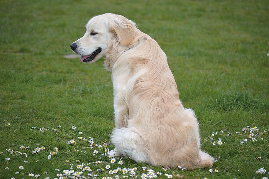 Golden retriever, pies, trawnik, na dworze, trawa, stokrotki, zwierzę domowe, zwierzę, pies domowy, psi, ssak