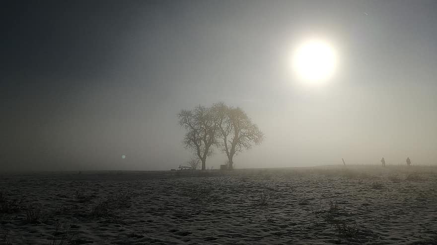 mező, hó, köd, nap, napfény, fák, fű, ködös, téli, télies, fagy