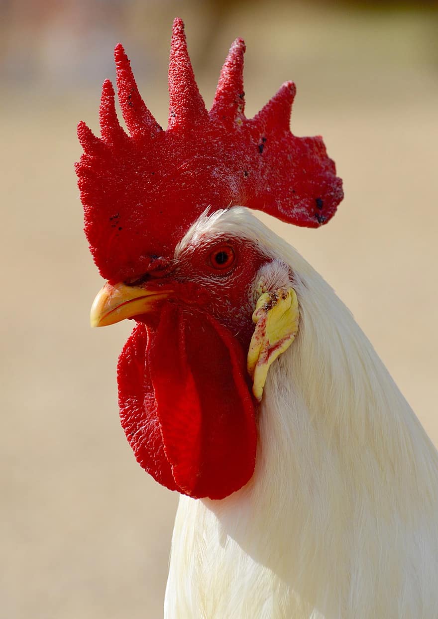 gallo, pollo, pájaro, animal, cabeza, aves de corral, ganado, peine, polla, granja, gallo joven