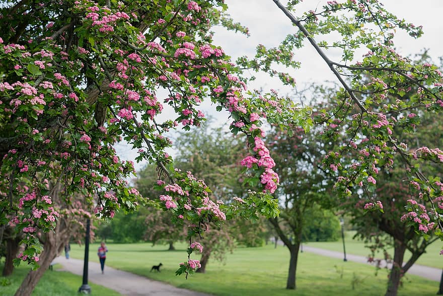 สวน, จอด, กรุงลอนดอน, ฤดูใบไม้ผลิ, ดอกไม้, ประเทศอังกฤษ