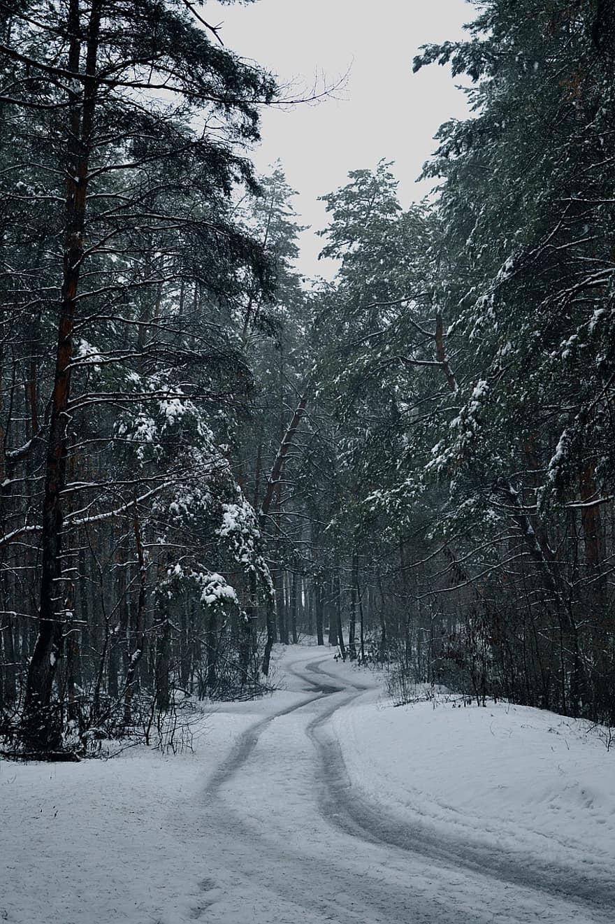 rừng, mùa đông, tuyết, Mùa, cây, phong cảnh, sương giá, chi nhánh, Nước đá, lối đi bộ, Đông cứng