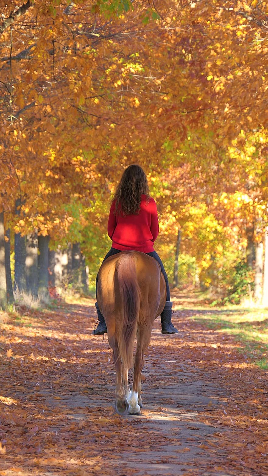 Horse, Girl, Ride, Path, Fall, Horse Back Riding, Horse Riding, Equine, Equestrian, Equestrienne, Trail
