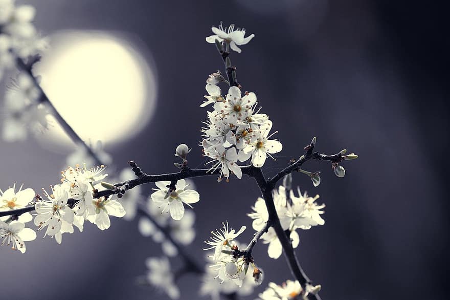 blackthorn blomster, hvide blomster, blomstrende busk, slåen, blomster, dødt væv, Blomstrende Sorttorn