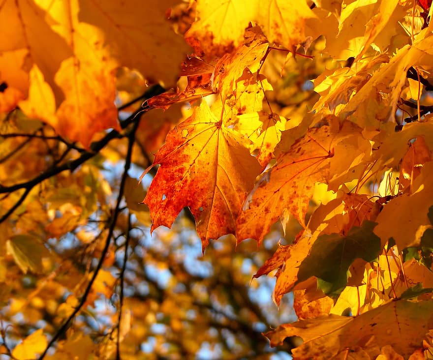maple, musim gugur, Daun-daun, dedaunan, dedaunan musim gugur, jatuh dedaunan, daun jatuh, alam, daun, kuning, musim