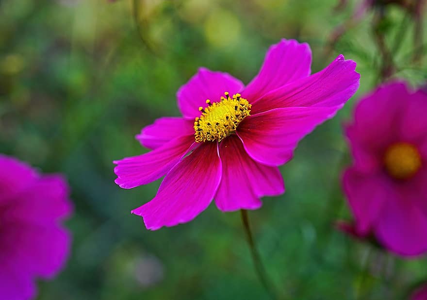 Cosmos, Flower, Plant, Petals, Pink Flower, Bloom, Garden, Nature, Closeup, Yellow, Pink