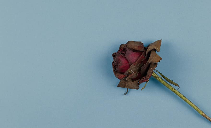 Rose, getrocknete Blume, Hintergrund, rote Rose, rote Blume, Blume, getrocknet, trocken, ausgetrocknet, verwelkte Blume, natürlich