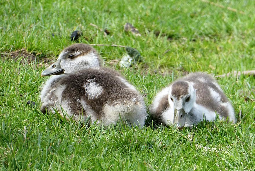 Birds, Egyptian Goslings, Waterfowl, Spring, Down Feathers, Nature, Fauna, Animal, Animals In The Wild, Ornithology, Avian