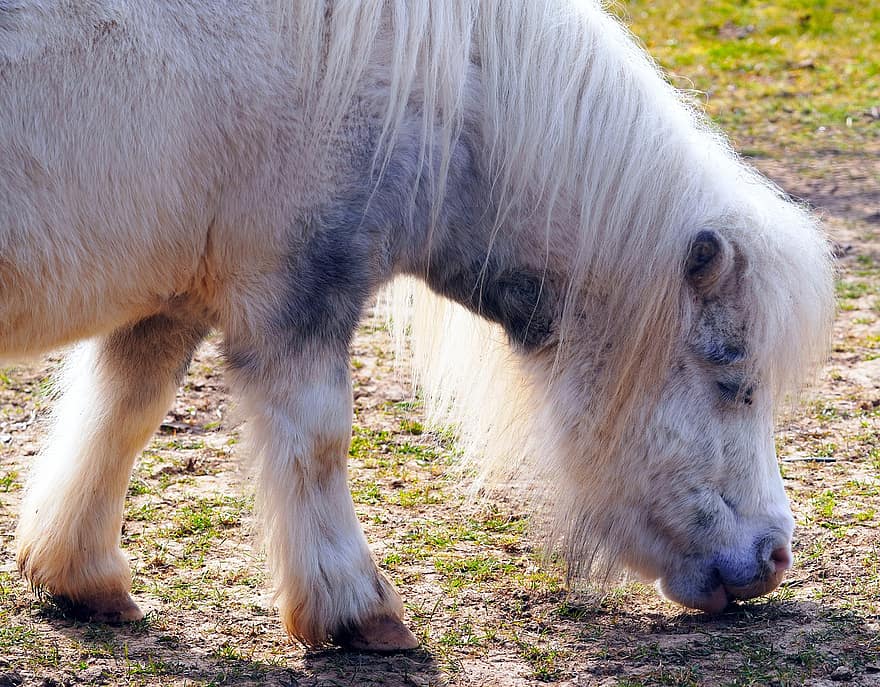 pony shetland, cavallo, animale, mammifero, equino, pony, cortile della fattoria, animale da fattoria, pascolo, azienda agricola, scena rurale