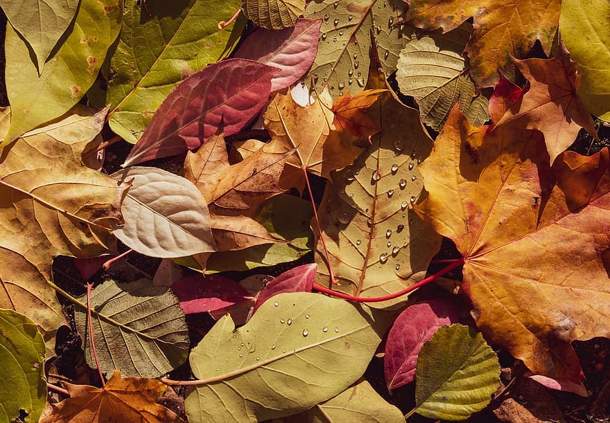 hojas, otoño, Rocío, mojado, gotas de rocío, follaje, hojas caídas, hojas de otoño, naturaleza, de cerca