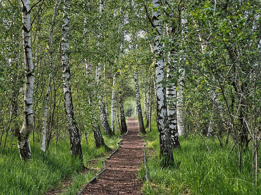 Trees, Forest, Path, Trail, Birch Trees, Woods, Woodlands, Forest Trail, Forest Path, Spring, Away