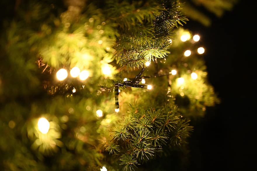 arbre, pin, sapin, lumières, Noël, lichterkette, avènement