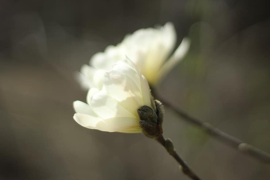 magnolia, vita blommor, blommor, flora, närbild, blomma, växt, kronblad, makro, springtime, blomhuvud
