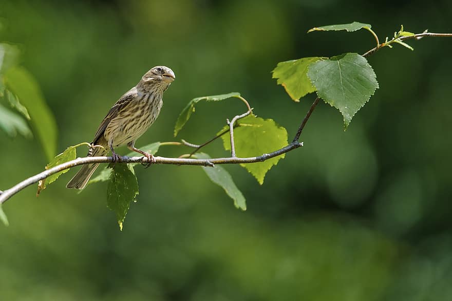 pássaro, pardal, ramo, empoleirado, bico, penas, plumagem, ave, aviária, ornitologia, região selvagem