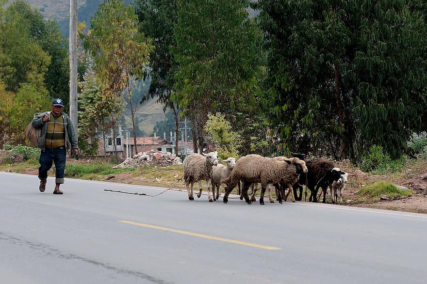 avių, bandos, kelias, kaime, gyvūnams, gyvulius, žinduolių, vyras, vaikščioti, lauke