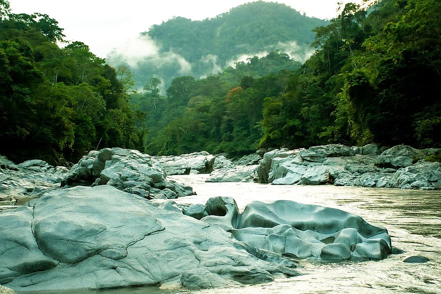 강, 아마존, 나무, 작은 만, 흐름, 숲