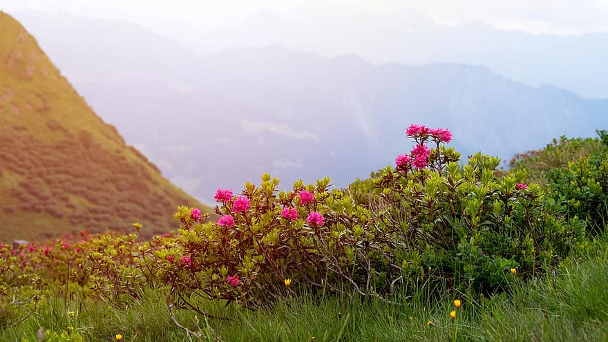 primavera, las flores, prado, campos, arbusto, floreciente, montañas, alpino, cerros, tierras altas, naturaleza
