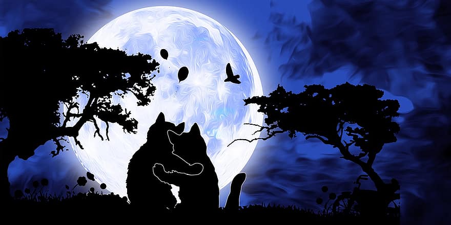 katt, kjæledyr, dyr, pus, kattunge, måne, natt, himmel, fullmåne, måneskinn, mørk