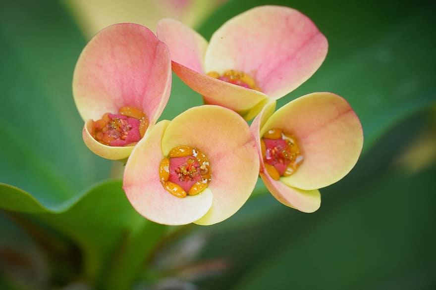 Euphorbia Millii, bloem, flora